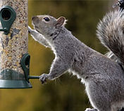 Squirrel Removal from Loft Berkshire