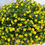 Thumbnail: Million Bells Petunia 8in Hanging Basket