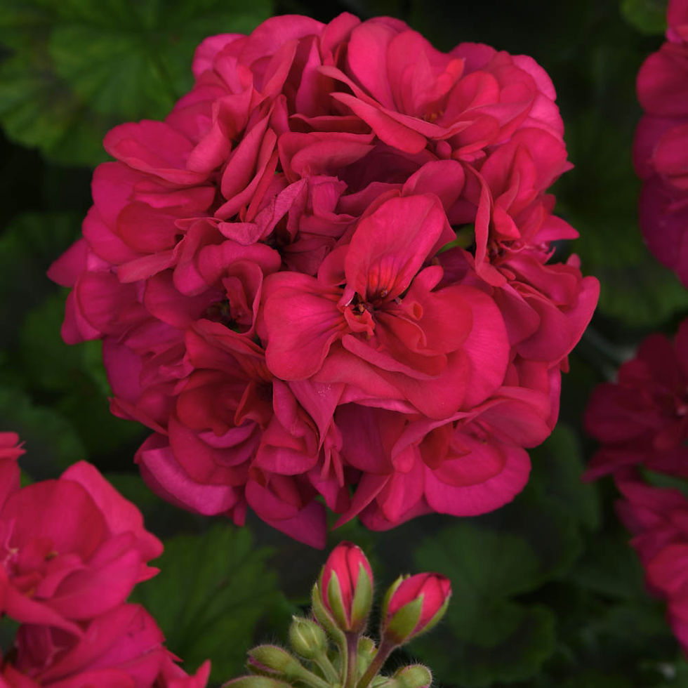 Thumbnail: Geranium ~ 6in pot