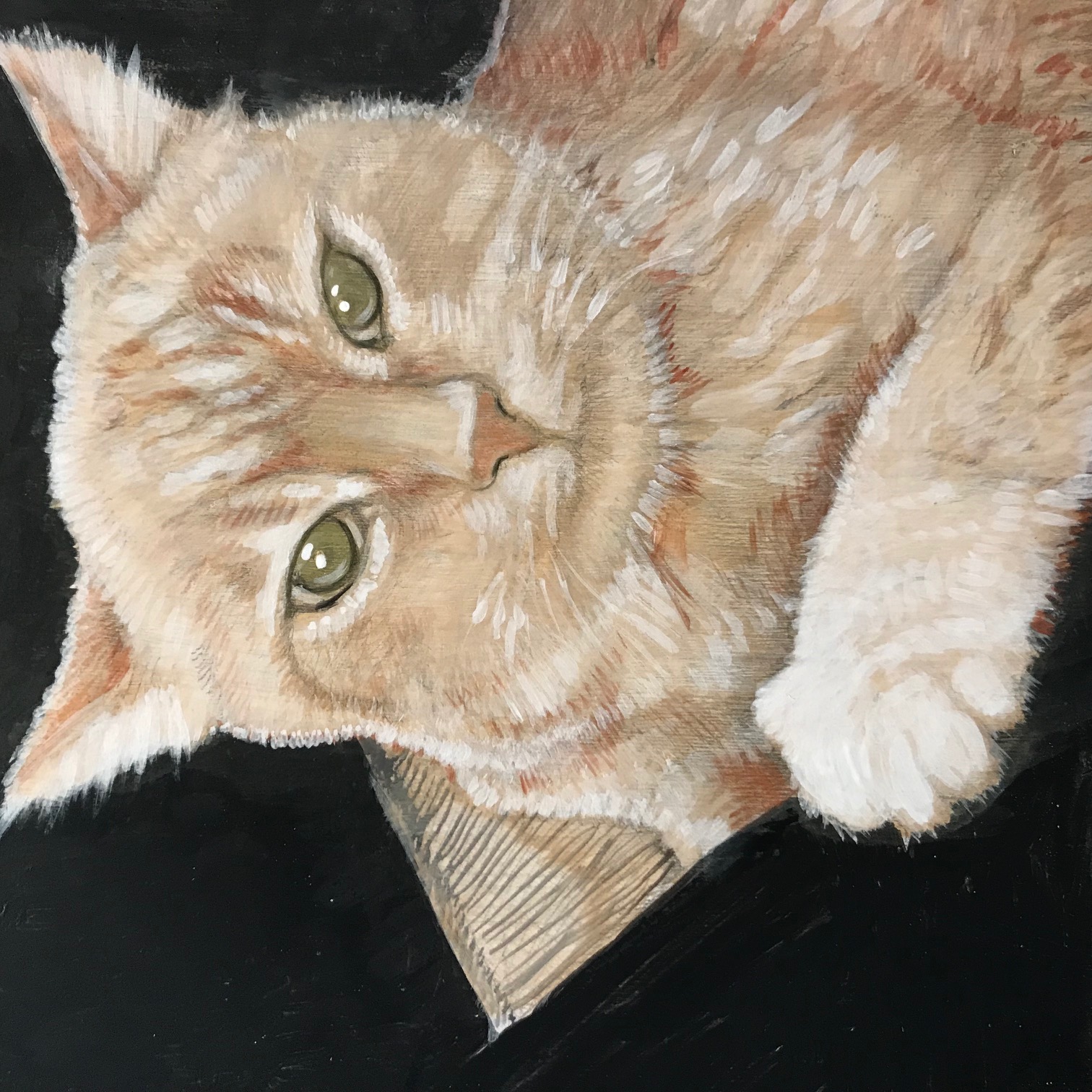 Lucy's Kitty