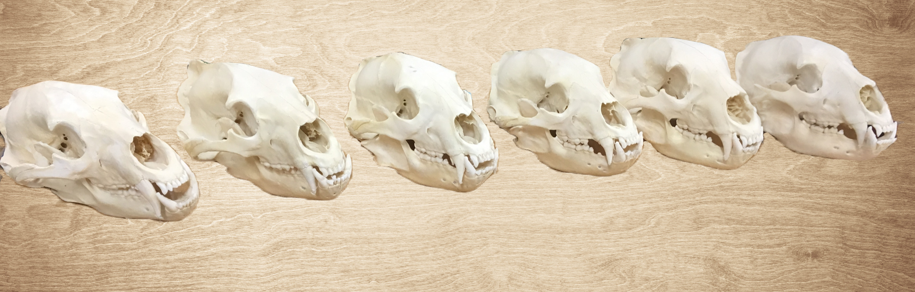 SKULLSTEIN スカルシュタイン CREATURE SERIES All Products | Skull