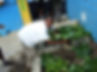 DSCF2181.JPG
