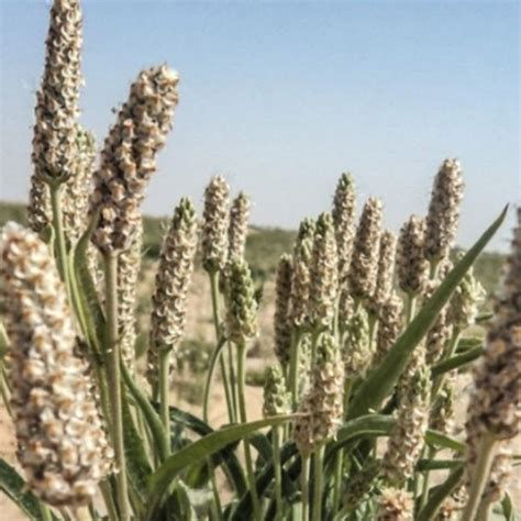 Psyllium Husk