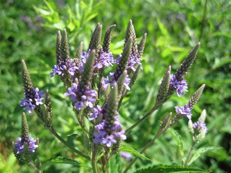Blue Vervain