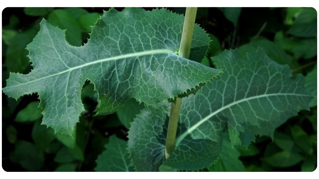 Wild Lettuce (Opium Lettuce)