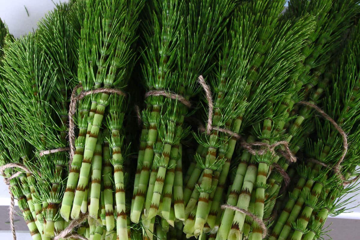 Horsetail Herb