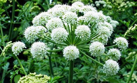 Angelica Root