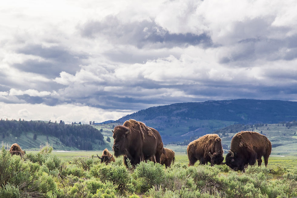 american-bison-in-lamar-valley-yellowstone-nation-2026-03-10-03-11-25-utc.jpg
