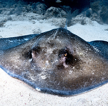 Stingray1.jpg