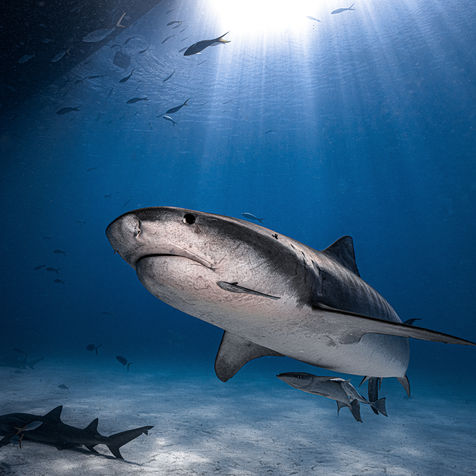 TigerSunBurst1 Rev.jpg