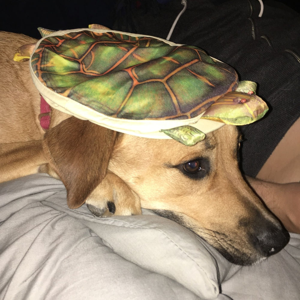 What people say when they receive a Turtle hat.