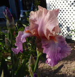 Blooming Iris