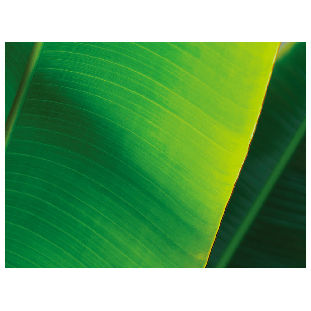 Poster/ Youth is beautiful / Motomu Takayama