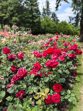 Roses at the International Rose test Garden in Portland, Oregon