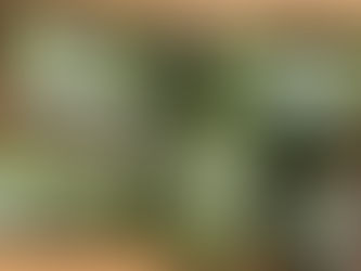 Supplier Sayur Murah Belum Tentu Menguntungkan