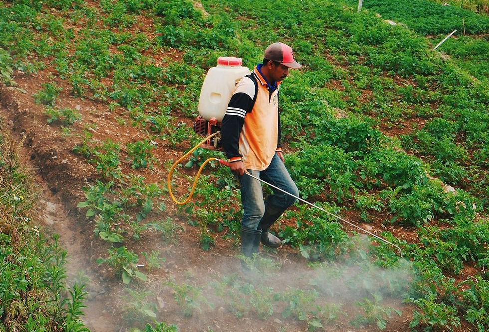 petani dataran rendah