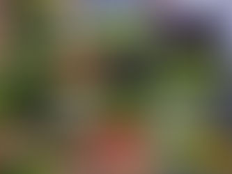 Sayuran yang Mendukung Menu Seimbang untuk Keluarga Jabodetabek