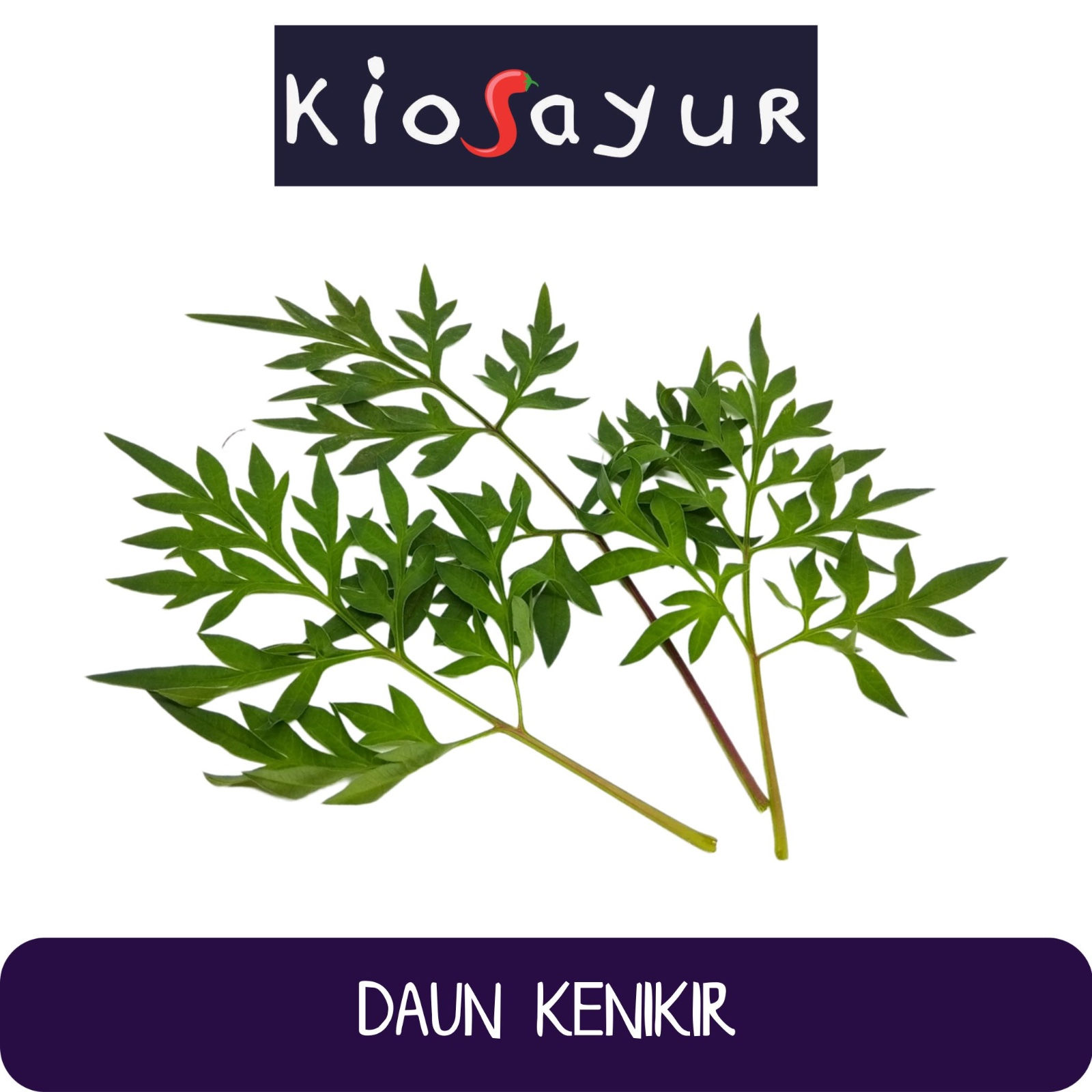 Daun Kenikir