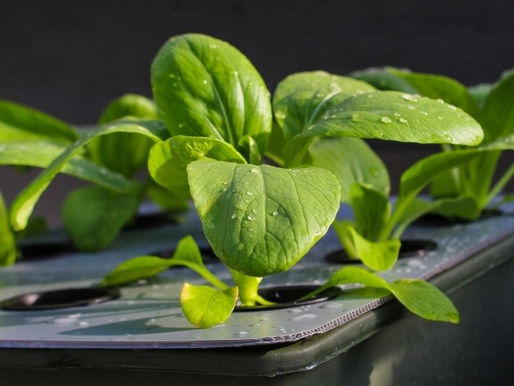 Kenali Perbedaan Warna dan Tekstur Bayam Hidroponik Segar vs Layu