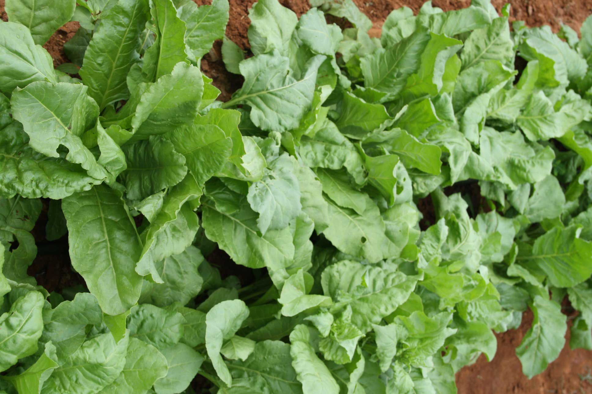 Crop : PALAK / पलक / ಪಾಲಕ್ (1 Varieties)