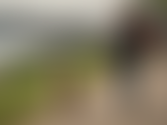 Como melhorar a ligação com o seu cão em Alverca