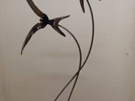 Swallows are back