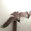 Thumbnail: Full size Eagle in flight