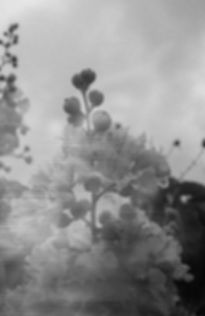 A black and white photo of some flowers_edited.jpg