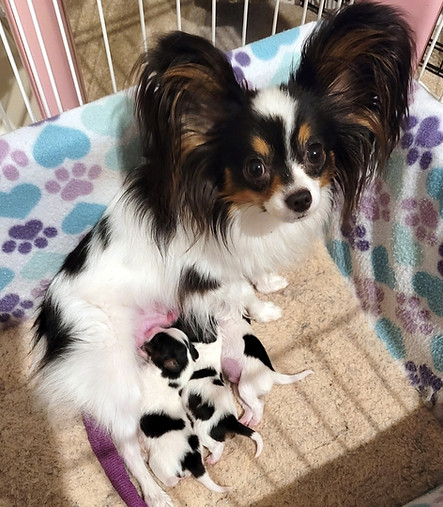 Bee and Babies.jpeg
