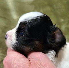 3 week G Profile.jpeg