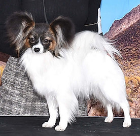 1st BOB and OHBOB.jpg