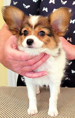 8 week girl 2 head.jpeg