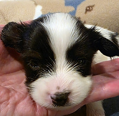 week 3 boy 2 head.jpg