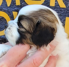 6 week Maui Profile.jpeg