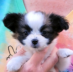 8 week Snow head.jpeg