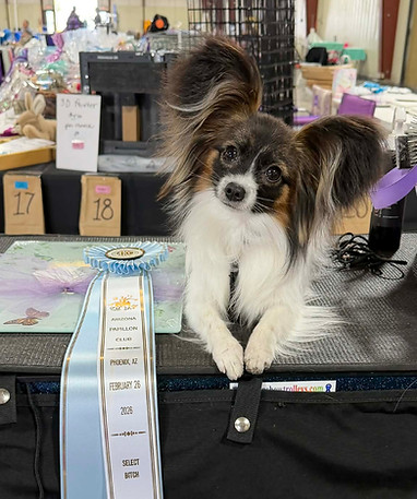 Arizona Pap Specialty Select.jpg