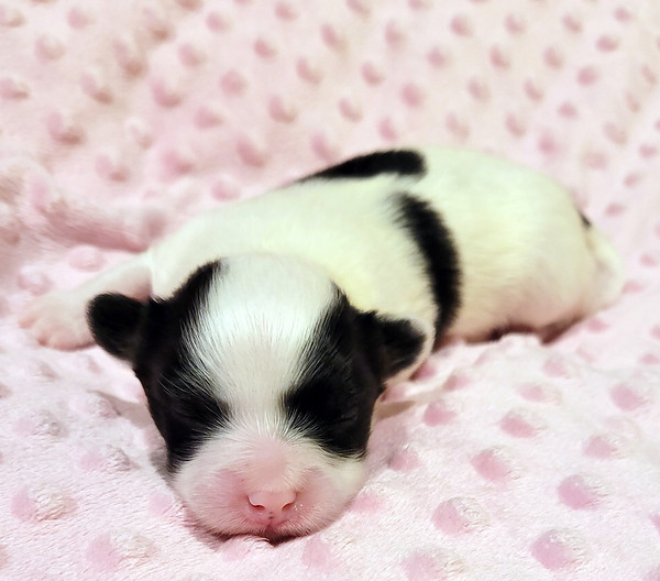 pebbles 1 week 2.jpeg