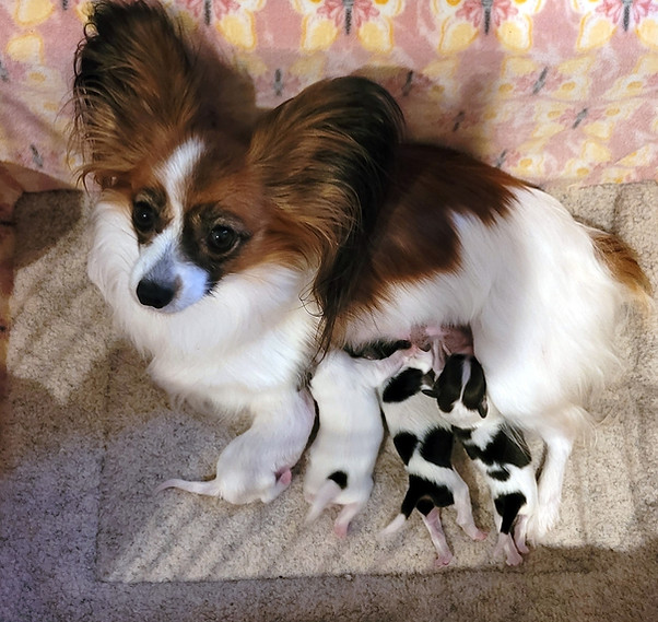 Halley Pups 2 days.jpeg