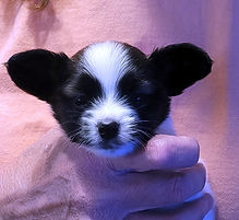 4 wks cosmo head.jpg