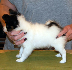jax 8 weeks profile.jpeg