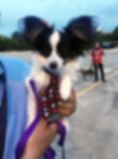 Jax obedience tie.jpeg