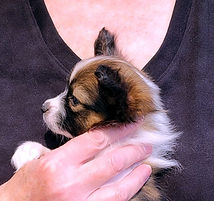 6wk B1 profile.jpg.jpeg