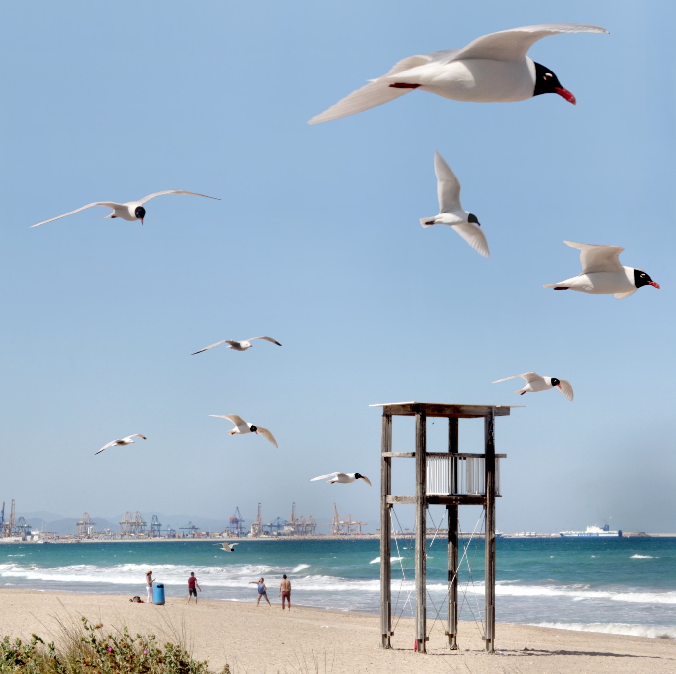 Guardavida y Gaviotas