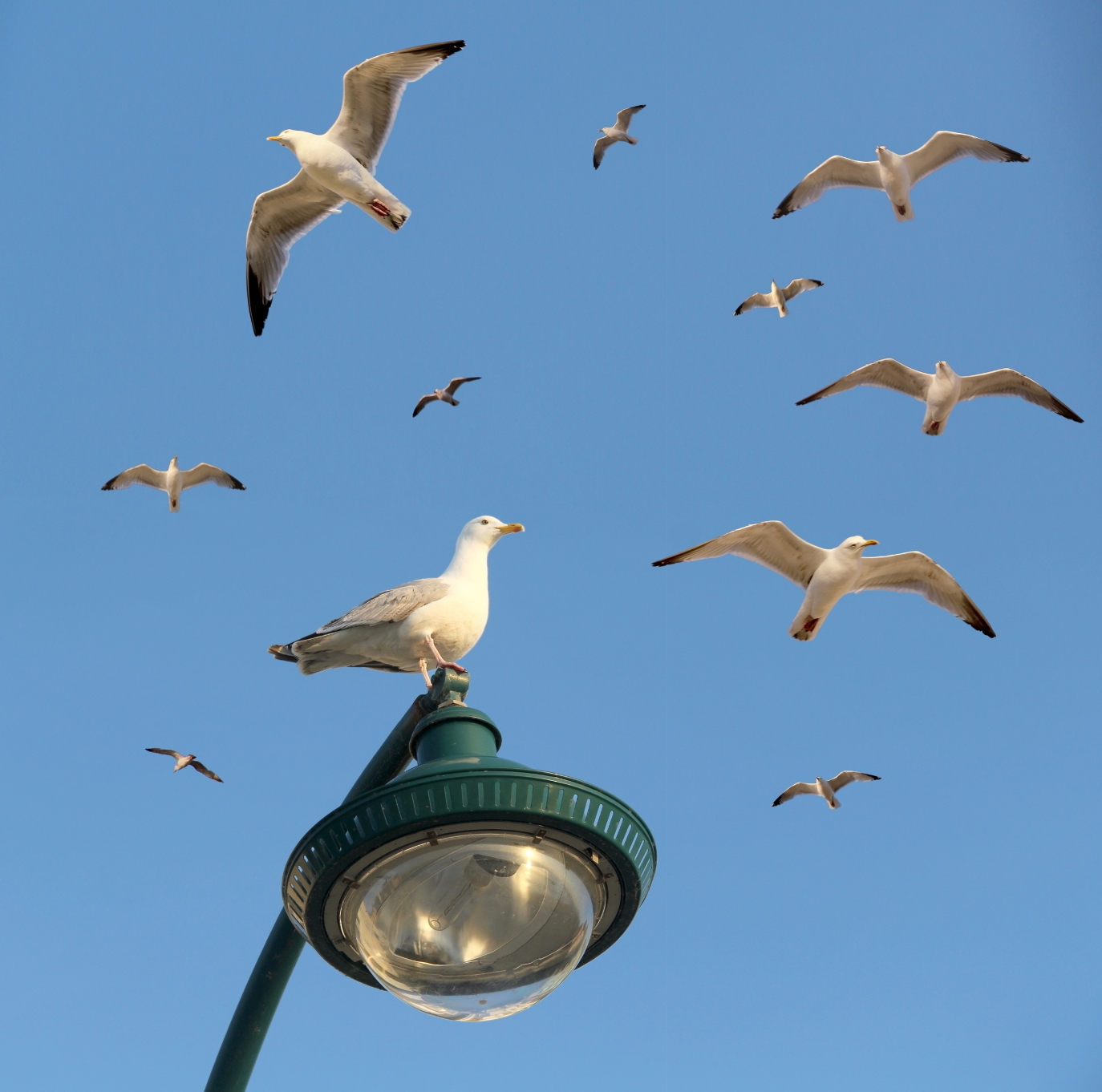 Mouette Sur Le Pole