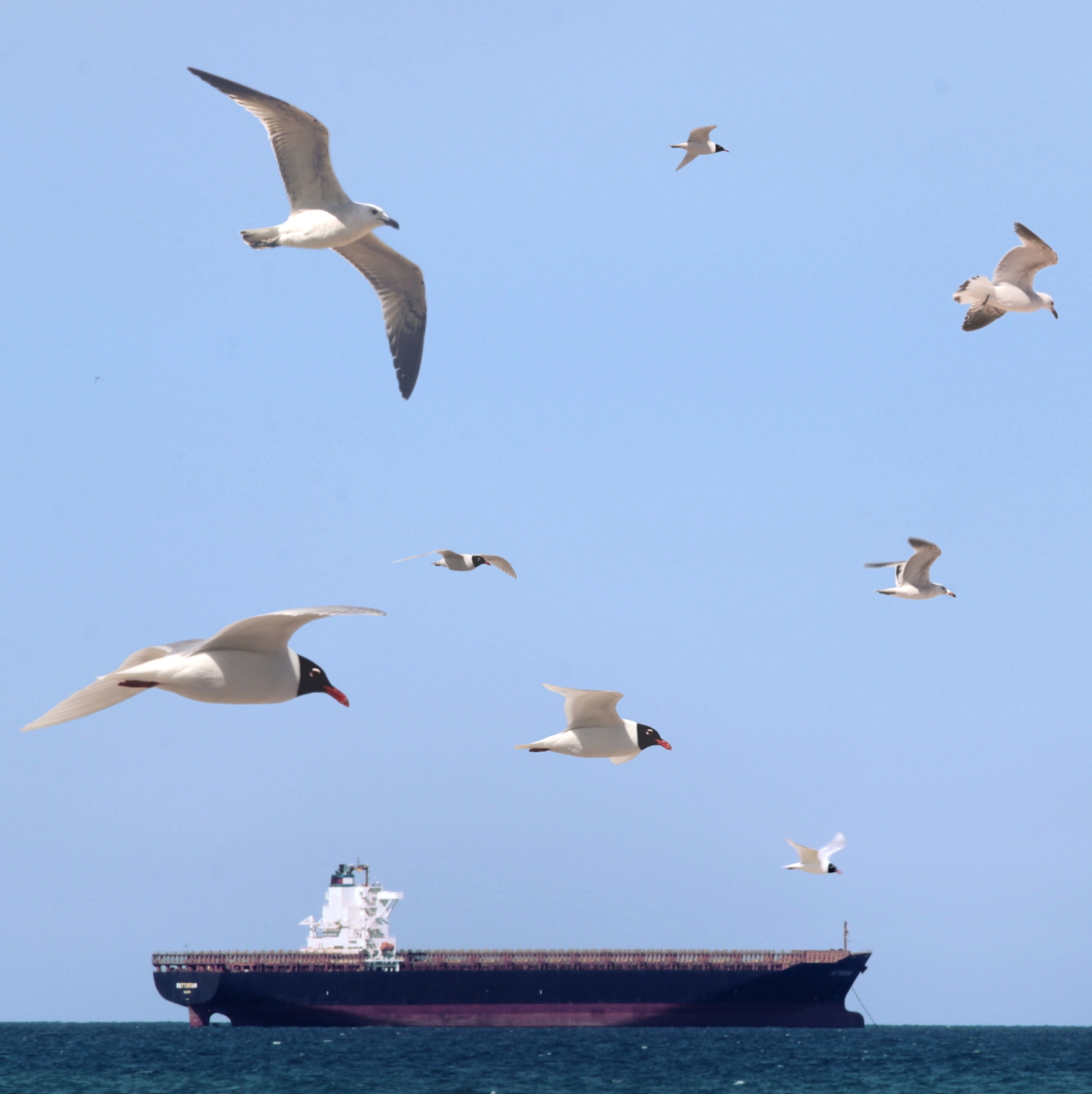Navio y Gaviotas