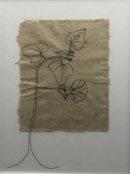 Flor de Batata Doce