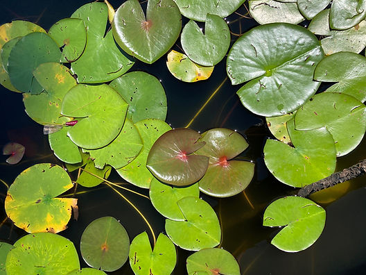 lillypads.jpg