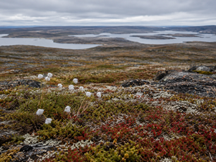 Le Nunavik, là où la terre se souvient du froid