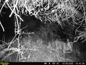 Nouveau buck d'arriver