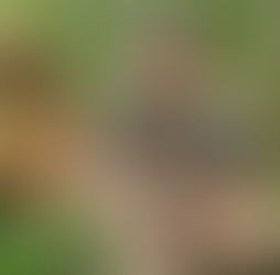 Seul… mais jamais vraiment : la chasse au canard avec son chien comme unique partenaire